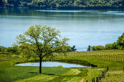 Wine Tour of Cayuga Finger Lakes, New York